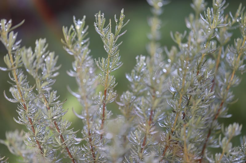 Herb Rosemary
